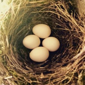 Meet your Posher, Lydia